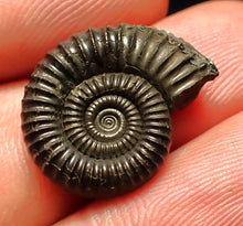 Load image into Gallery viewer, Crucilobiceras pyrite ammonite fossil (20 mm)
