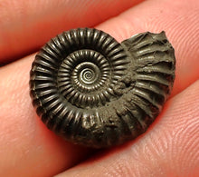 Load image into Gallery viewer, Crucilobiceras pyrite ammonite fossil (20 mm)
