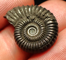 Load image into Gallery viewer, Crucilobiceras pyrite ammonite fossil (20 mm)
