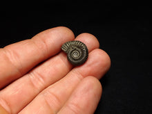 Load image into Gallery viewer, Crucilobiceras pyrite ammonite fossil (20 mm)
