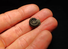 Load image into Gallery viewer, Crucilobiceras pyrite ammonite fossil (15 mm)
