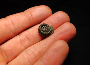 Crucilobiceras pyrite ammonite fossil (15 mm)