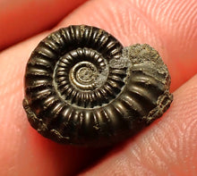 Load image into Gallery viewer, Crucilobiceras pyrite ammonite fossil (15 mm)
