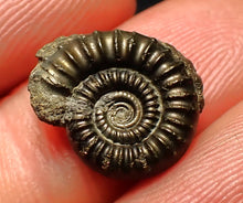 Load image into Gallery viewer, Crucilobiceras pyrite ammonite fossil (15 mm)
