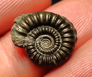 Crucilobiceras pyrite ammonite fossil (15 mm)