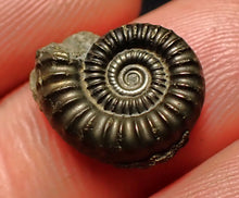 Load image into Gallery viewer, Crucilobiceras pyrite ammonite fossil (15 mm)
