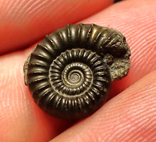 Load image into Gallery viewer, Crucilobiceras pyrite ammonite fossil (15 mm)
