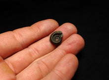 Load image into Gallery viewer, Crucilobiceras pyrite ammonite fossil (15 mm)
