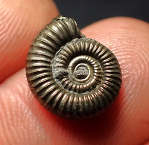 Crucilobiceras pyrite ammonite fossil (13 mm)