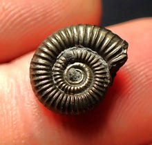 Load image into Gallery viewer, Crucilobiceras pyrite ammonite fossil (13 mm)
