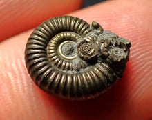 Load image into Gallery viewer, Crucilobiceras pyrite ammonite fossil (13 mm)
