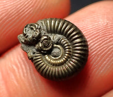 Load image into Gallery viewer, Crucilobiceras pyrite ammonite fossil (13 mm)

