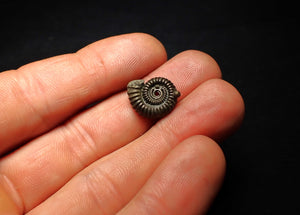 Crucilobiceras pyrite ammonite fossil (16 mm)