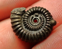 Load image into Gallery viewer, Crucilobiceras pyrite ammonite fossil (16 mm)
