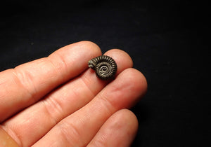 Crucilobiceras pyrite ammonite fossil (16 mm)