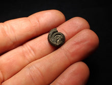 Load image into Gallery viewer, Crucilobiceras pyrite ammonite fossil (15 mm)
