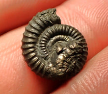 Load image into Gallery viewer, Crucilobiceras pyrite ammonite fossil (15 mm)
