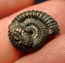 Load image into Gallery viewer, Crucilobiceras pyrite ammonite fossil (15 mm)
