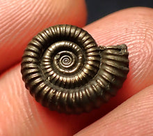 Load image into Gallery viewer, Crucilobiceras pyrite ammonite fossil (15 mm)
