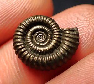 Crucilobiceras pyrite ammonite fossil (15 mm)