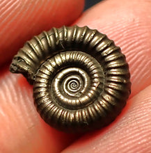 Load image into Gallery viewer, Crucilobiceras pyrite ammonite fossil (15 mm)
