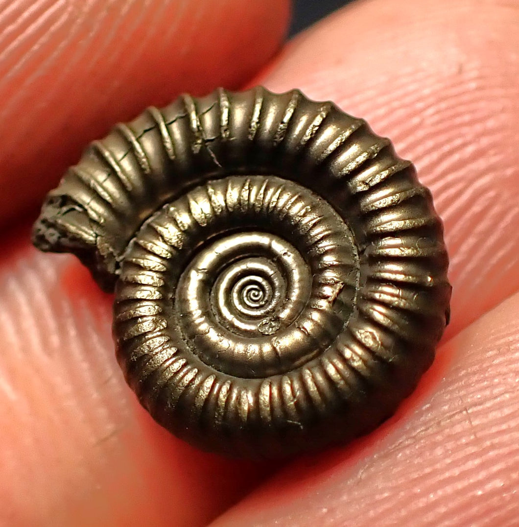 Crucilobiceras pyrite ammonite fossil (15 mm)