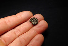 Load image into Gallery viewer, Crucilobiceras pyrite ammonite fossil (15 mm)
