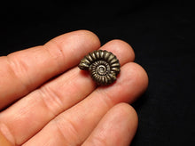Load image into Gallery viewer, Promicroceras pyritosum ammonite fossil with bite mark (21 mm)

