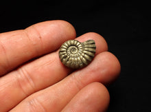 Load image into Gallery viewer, Promicroceras pyritosum ammonite fossil (20 mm)
