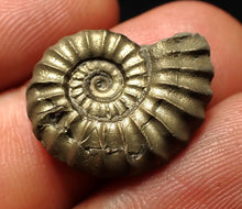 Load image into Gallery viewer, Promicroceras pyritosum ammonite fossil (20 mm)
