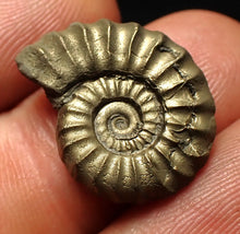 Load image into Gallery viewer, Promicroceras pyritosum ammonite fossil (20 mm)
