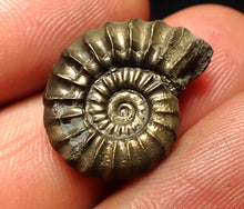 Load image into Gallery viewer, Promicroceras pyritosum ammonite fossil (20 mm)
