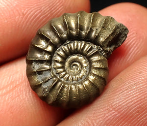 Promicroceras pyritosum ammonite fossil (20 mm)