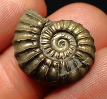 Load image into Gallery viewer, Promicroceras pyritosum ammonite fossil (20 mm)
