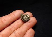 Load image into Gallery viewer, Promicroceras pyritosum ammonite fossil (20 mm)
