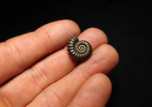 Load image into Gallery viewer, Perfect Promicroceras pyritosum ammonite fossil (17 mm)
