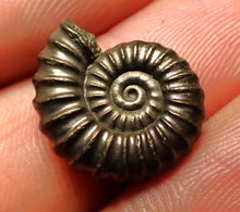 Load image into Gallery viewer, Perfect Promicroceras pyritosum ammonite fossil (17 mm)
