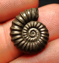 Load image into Gallery viewer, Perfect Promicroceras pyritosum ammonite fossil (17 mm)
