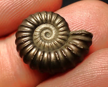 Load image into Gallery viewer, Perfect Promicroceras pyritosum ammonite fossil (17 mm)
