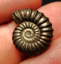 Load image into Gallery viewer, Perfect Promicroceras pyritosum ammonite fossil (17 mm)
