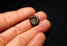 Load image into Gallery viewer, Perfect Promicroceras pyritosum ammonite fossil (17 mm)
