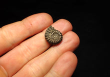 Load image into Gallery viewer, Promicroceras pyritosum ammonite fossil (18 mm)
