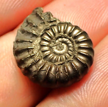 Load image into Gallery viewer, Promicroceras pyritosum ammonite fossil (18 mm)
