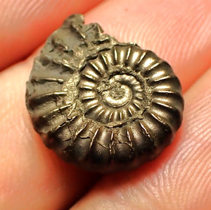 Promicroceras pyritosum ammonite fossil (18 mm)