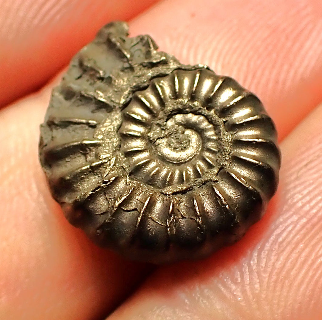 Promicroceras pyritosum ammonite fossil (18 mm)