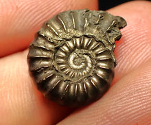 Load image into Gallery viewer, Promicroceras pyritosum ammonite fossil (18 mm)
