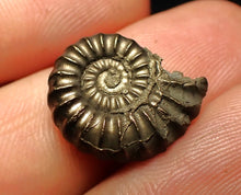 Load image into Gallery viewer, Promicroceras pyritosum ammonite fossil (18 mm)
