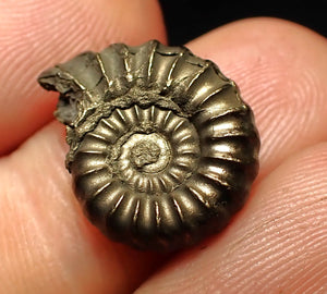 Promicroceras pyritosum ammonite fossil (18 mm)