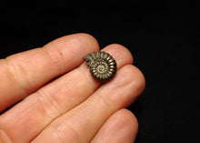 Load image into Gallery viewer, Promicroceras pyritosum ammonite fossil (18 mm)
