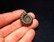 Load image into Gallery viewer, Huge Promicroceras pyritosum ammonite fossil (29 mm)
